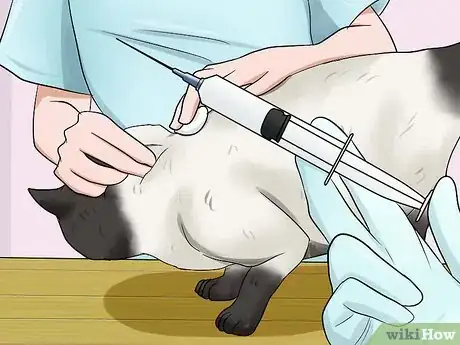 Imagen titulada Care for Siamese Cats Step 5