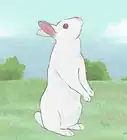 leer las señales de orejas de los conejos