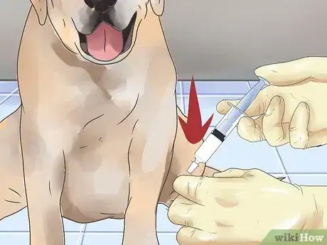 Imagen titulada Give a Dog a Rabies Shot at Home Step 16