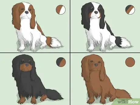 Imagen titulada Select a Cavalier King Charles Spaniel Step 1