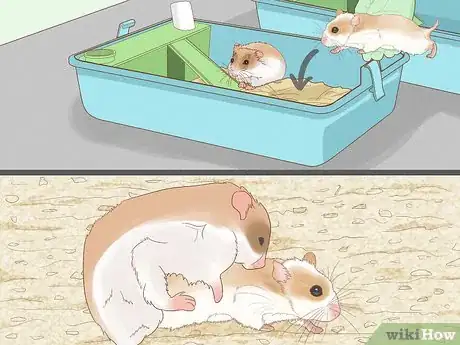 Imagen titulada Breed Hamsters Step 7