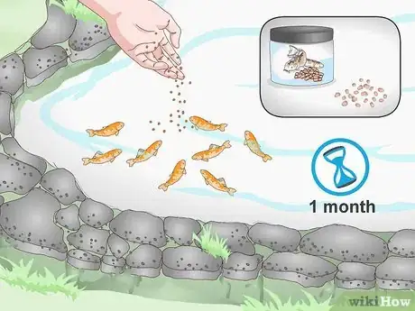 Imagen titulada Breed Koi Fish Step 13