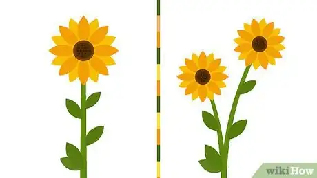 Imagen titulada Grow a Sunflower in a Pot Step 2