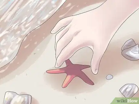 Imagen titulada Preserve a Starfish for a Decoration Step 1