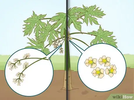 Imagen titulada Grow Papaya Step 7