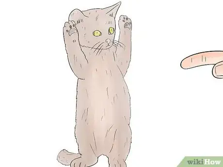 Imagen titulada Train Your Cat to Sit Step 9