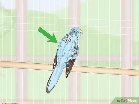 Imagen titulada See if Your Pet Budgie Is Sick Step 8