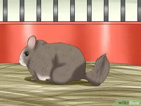 Imagen titulada Tame Your Chinchilla Step 10