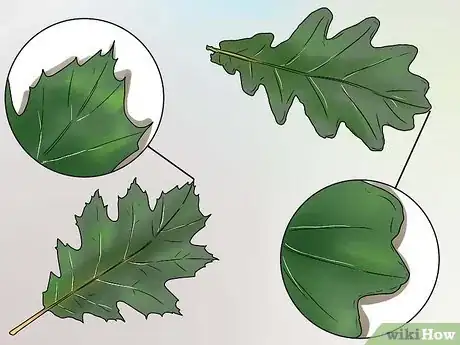 Imagen titulada Identify Oak Leaves Step 2