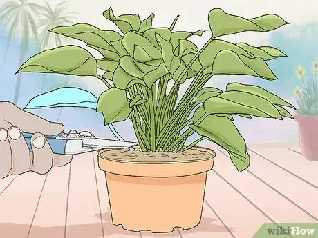 Imagen titulada Prune Philodendron Step 2