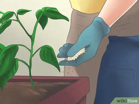 Imagen titulada Grow Bell Peppers Step 10