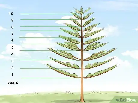 Imagen titulada Determine the Age of a Tree Step 8