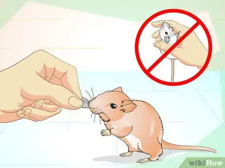 Imagen titulada Tame Your Gerbils Step 12