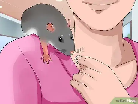 Imagen titulada Shoulder Train a Pet Rat Step 9