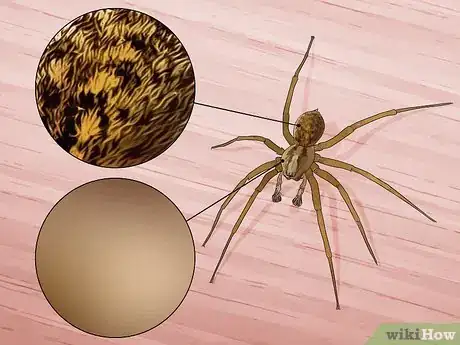 Imagen titulada Identify Spiders Step 3