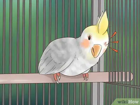 Imagen titulada Treat Conjunctivitis in Cockatiels Step 11