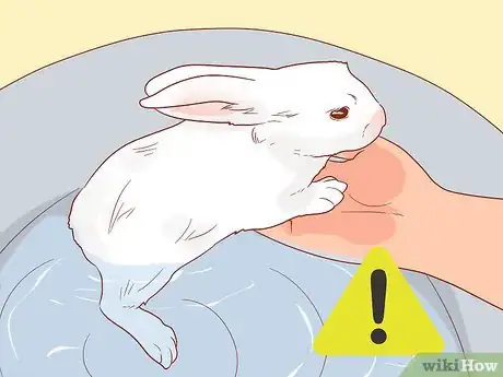 Imagen titulada Stop a Rabbit from Smelling Step 5