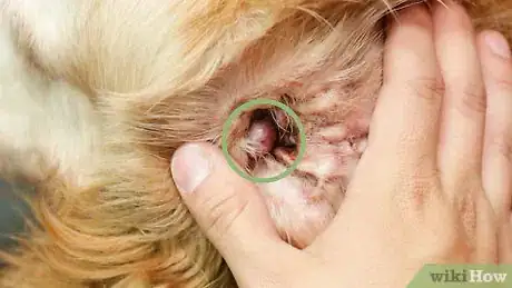 Imagen titulada Clean Your Dog's Ears Step 5