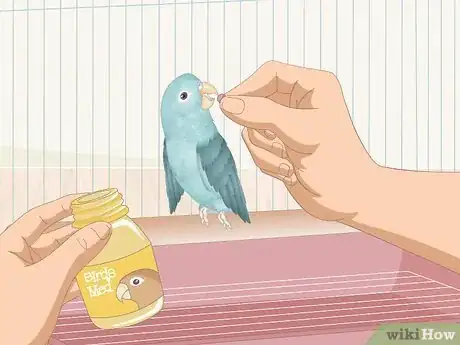 Imagen titulada Care for a Sick Pet Bird at Home Step 12