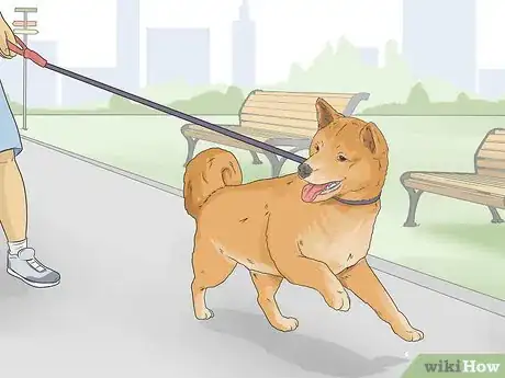 Imagen titulada Train a Shiba Inu Step 14