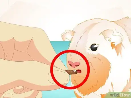 Imagen titulada Look After Your Sick Guinea Pig Step 11