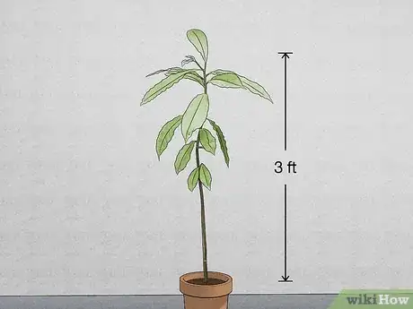 Imagen titulada Grow a Rudraksha Tree Step 9