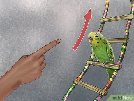 Imagen titulada Play With Your Parakeet Step 10