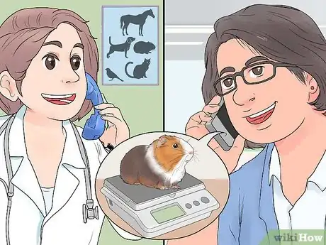 Imagen titulada Get Your Guinea Pig to Lose Weight Step 4