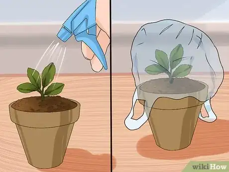 Imagen titulada Grow Kalanchoe Step 5