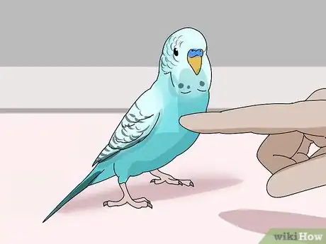 Imagen titulada Stop a Parakeet from Biting Step 9