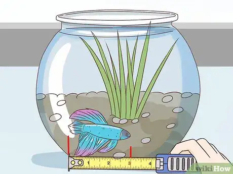 Imagen titulada Tell How Old a Betta Fish Is Step 1