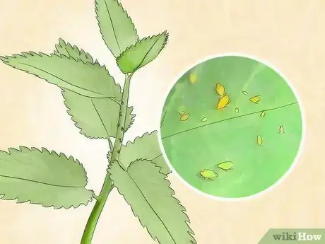 Imagen titulada Get Rid of Aphids Step 4