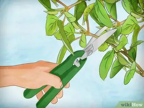 Imagen titulada Grow Kiwifruit Step 11