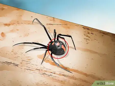 Imagen titulada Identify a Black Widow Spider Step 7