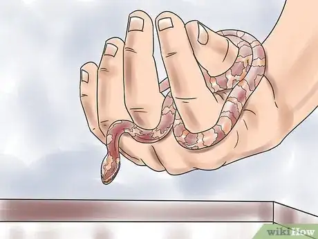 Imagen titulada Care for Baby Cornsnakes Step 6