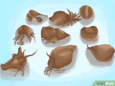 Imagen titulada Cure Daffodil Bulbs for Replanting Step 6