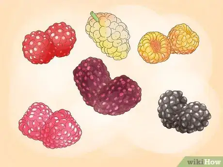 Imagen titulada Grow Raspberries Step 1