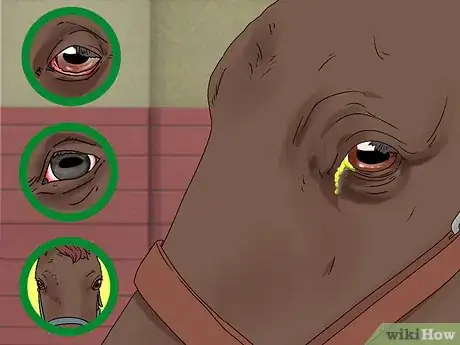 Imagen titulada Treat Horse Eye Problems Step 6