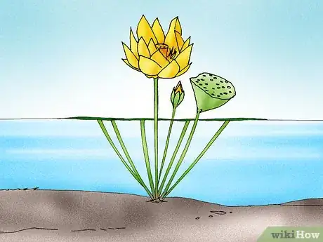 Imagen titulada Make a Lotus Pond Step 10