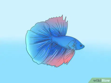 Imagen titulada Grow a Bond With Your Betta Fish Step 1