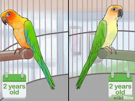 Imagen titulada Bond a Pair of Conures Step 5