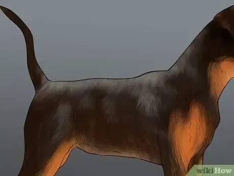 Imagen titulada Identify a Miniature Pinscher Step 9