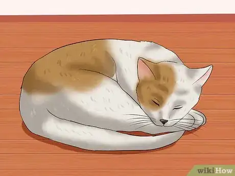 Imagen titulada Identify if Your Cat Has Had a Stroke Step 1