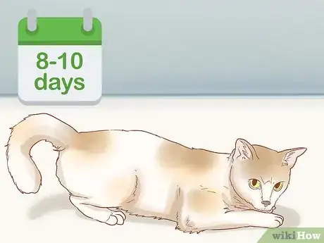 Imagen titulada Tell if a Cat is Pregnant Step 3