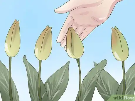 Imagen titulada Grow Tulips Step 9