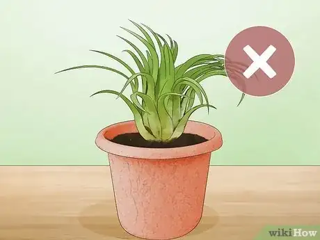 Imagen titulada Care for Air Plants Step 13