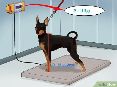 Imagen titulada Identify a Miniature Pinscher Step 2