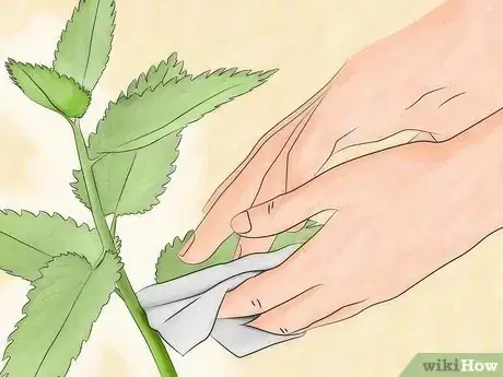 Imagen titulada Get Rid of Aphids Step 5