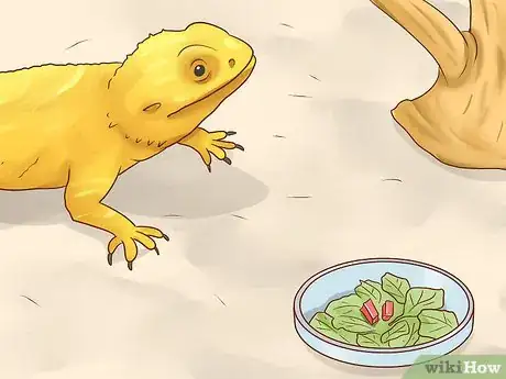 Imagen titulada Care for Bearded Dragons Step 21