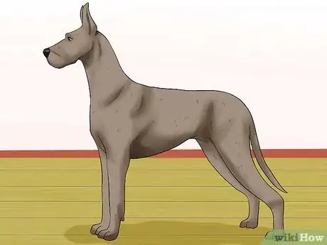 Imagen titulada Diagnose Bloat in Great Danes Step 5